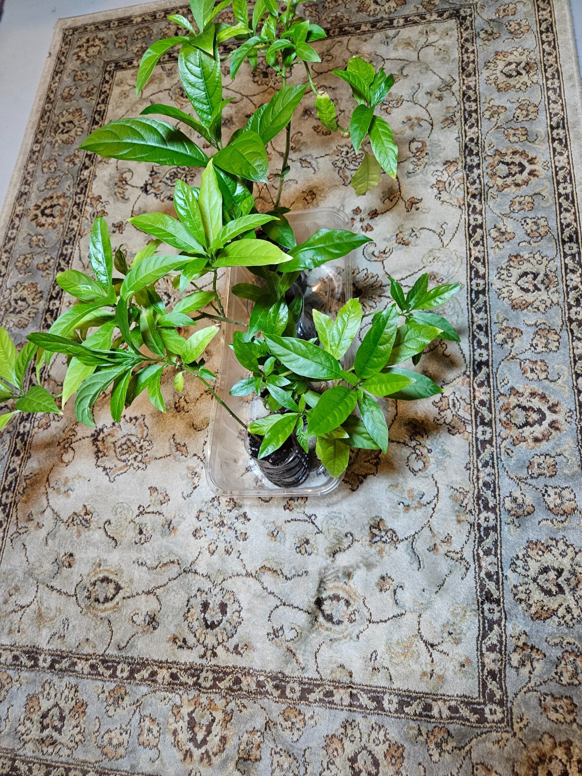 Night Blooming Jasmine Cestrum nocturnum 4 Well-Rooted Live Plants 12 to 18″