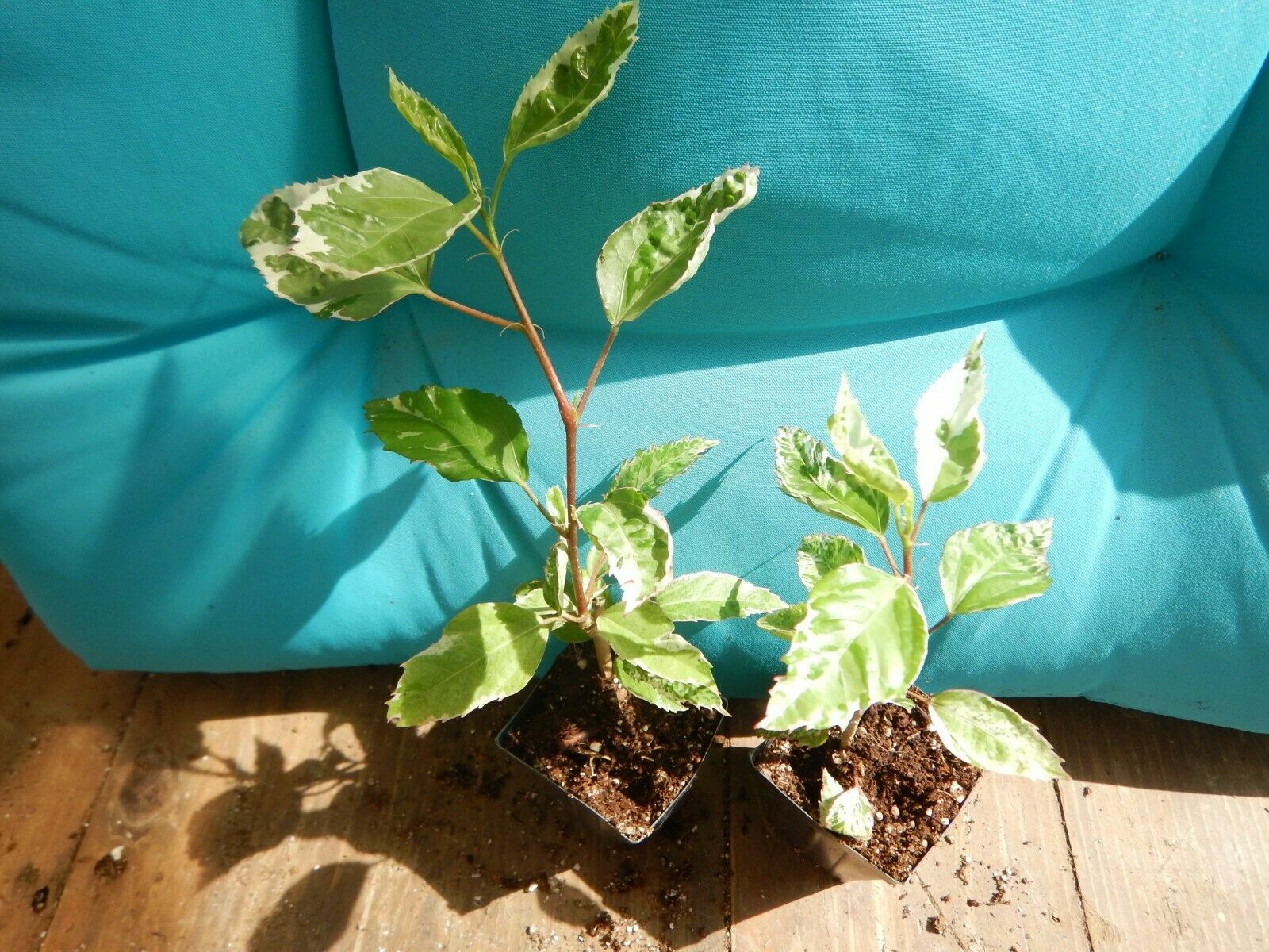 SNOW QUEEN Tropical Hibiscus Plant Variegated Green White Leaves and Red Flower