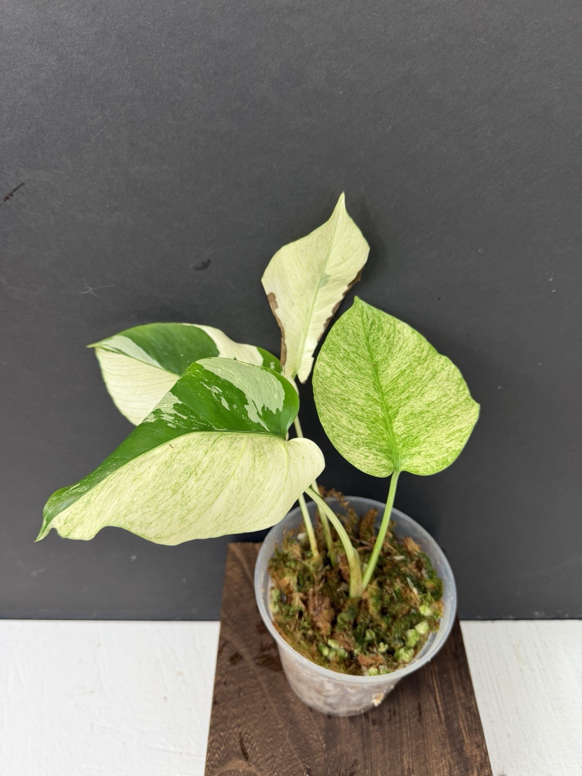 Monstera Mint NOID