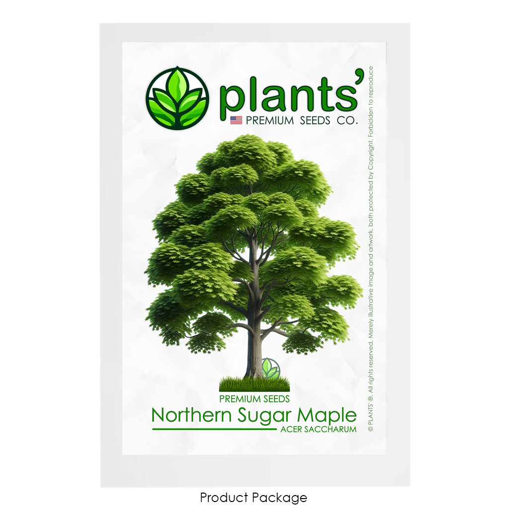 Northern Sugar Maple Tree | Premium Seeds | Acer saccharum ‘Summer’ | Plants’®