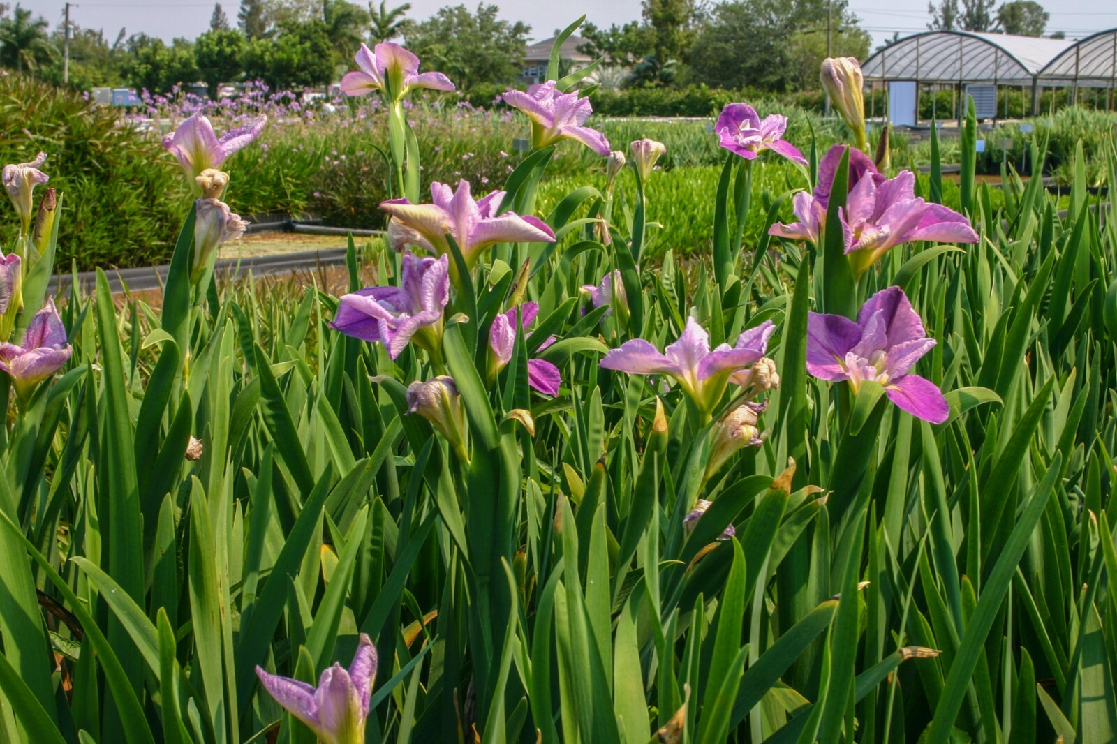 Live Louisiana Iris Colorific Winter Hardy Marginal Aquatic Pond/Bog Plant