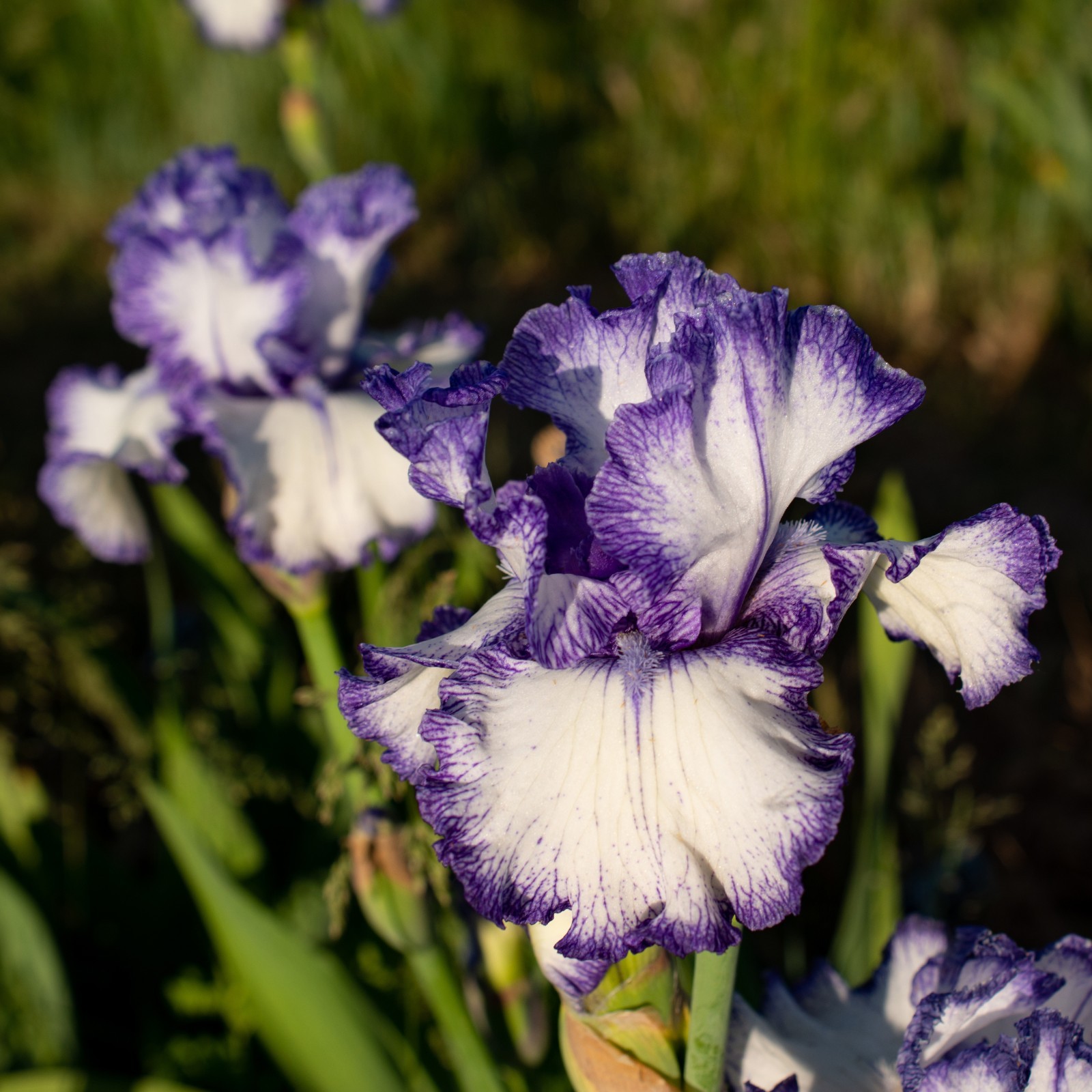 **INK PATTERNS** Tall Bearded Iris. Pre-Order, Combined Shipping: Jul – Sep