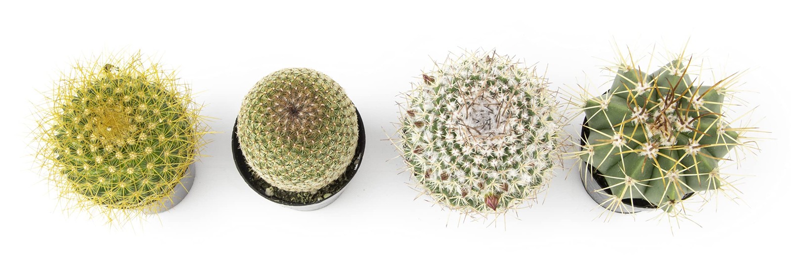 , Assorted Cactus Plants Live Cactus Decor (4PK), Cactus Plant Live Succulent…