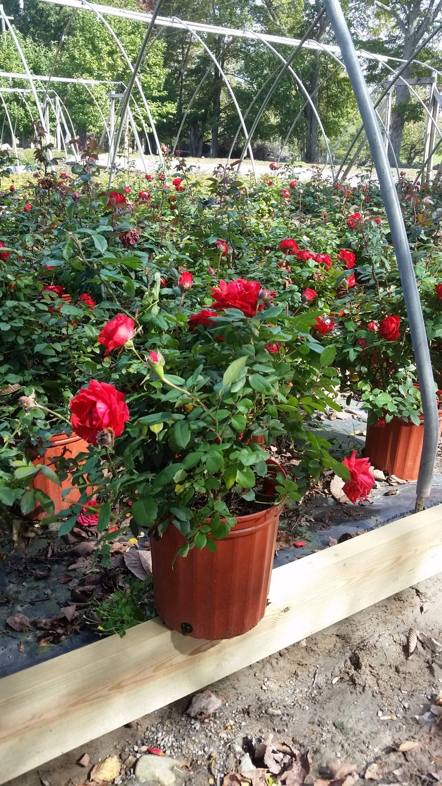 Live Plant From Green Promise Farms Rosa True Passion Shrub Rose 2-Size