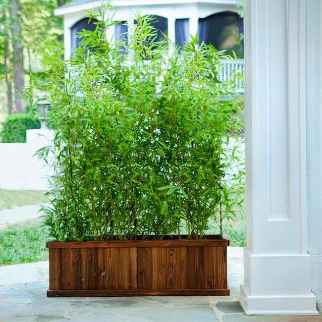 Bambusa multiplex – Green Hedge Clumping Bamboo Plant – 1 Gallon – Non-Invasive