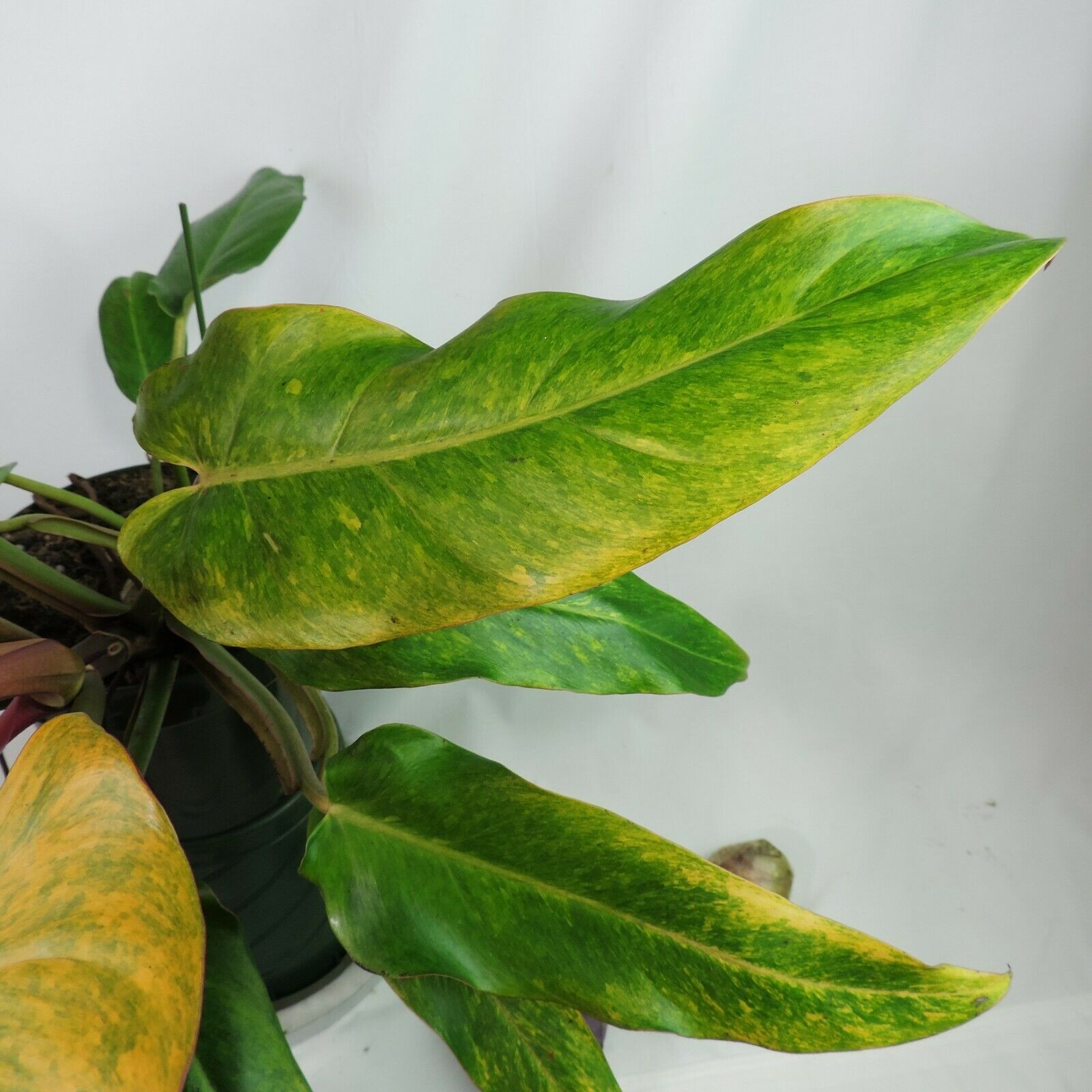 Philodendron Orange Marmalade, Autumn Queen 6″ pot, Fedex 2day