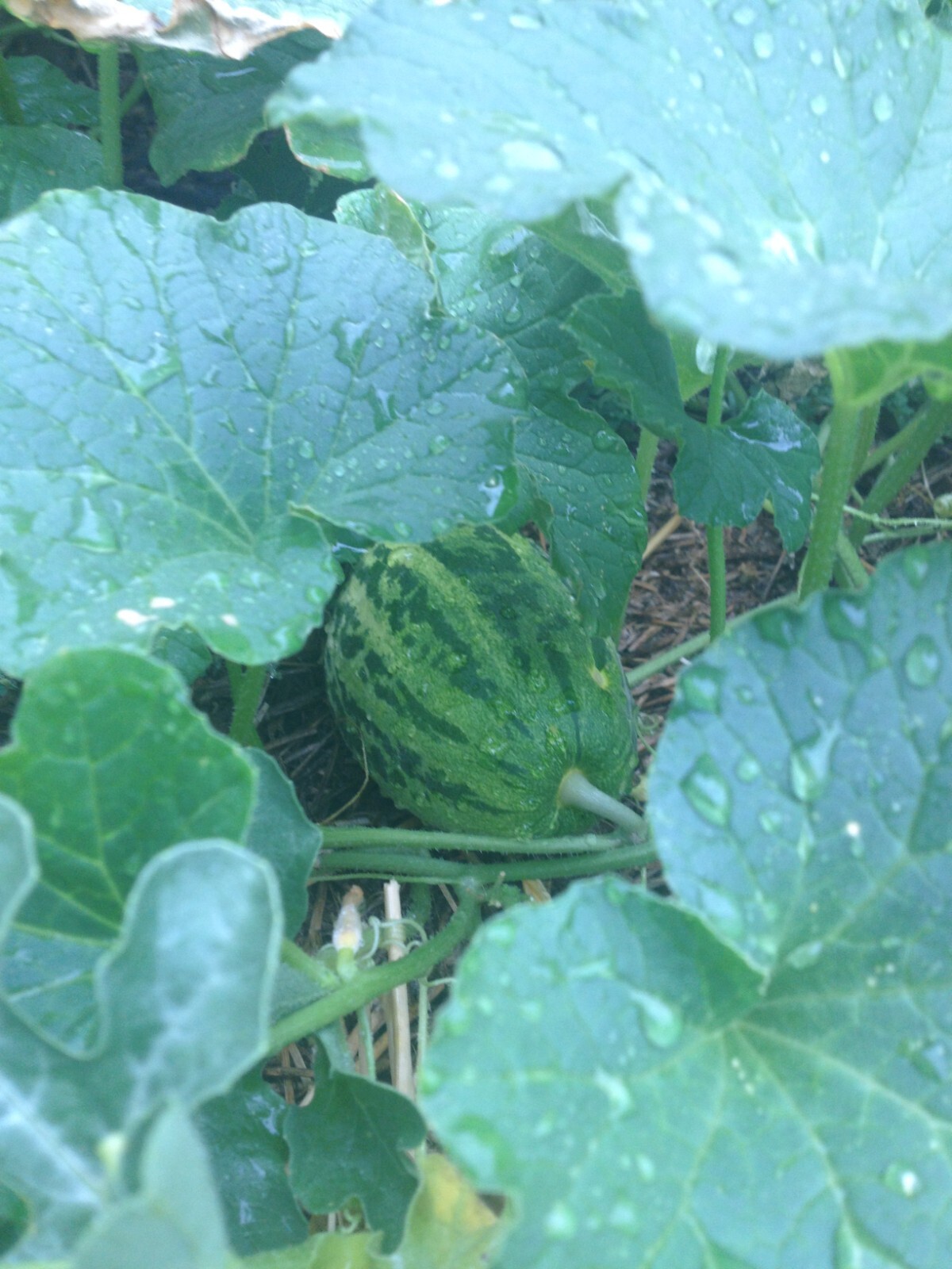 RARE✿ Heirloom Striped Apple Sweet Melon 10 Seeds ●Delicious