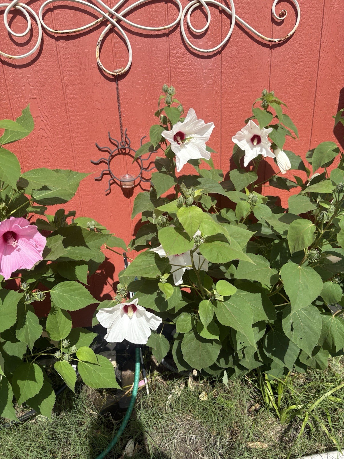 Hibiscus Moscheutos Rose Mallow White Crimson Eye seeds Free US shipping!