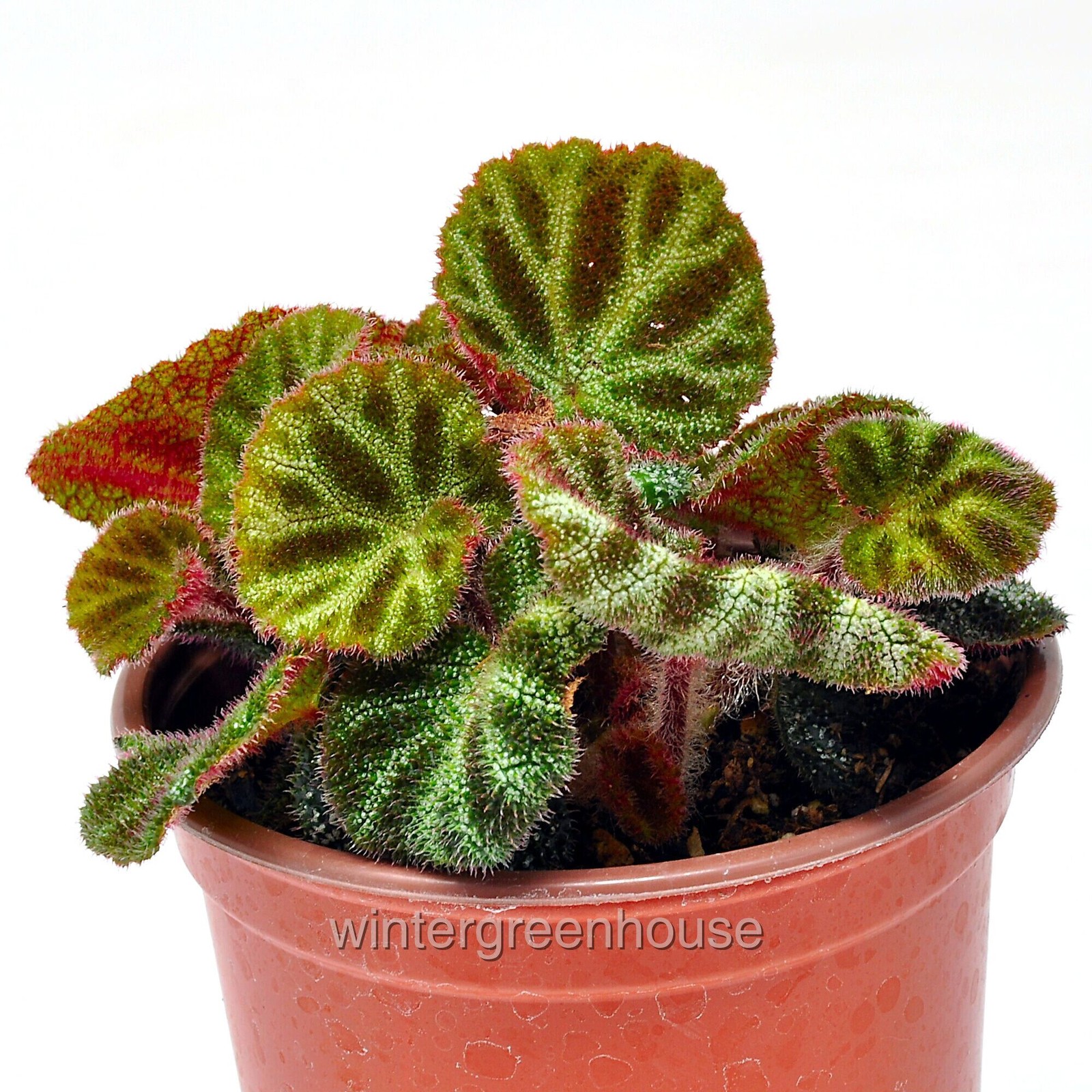 Begonia ningmingensis Bella, Hybrid Begonia, Container Size: 3″ (2.6×3.5″)