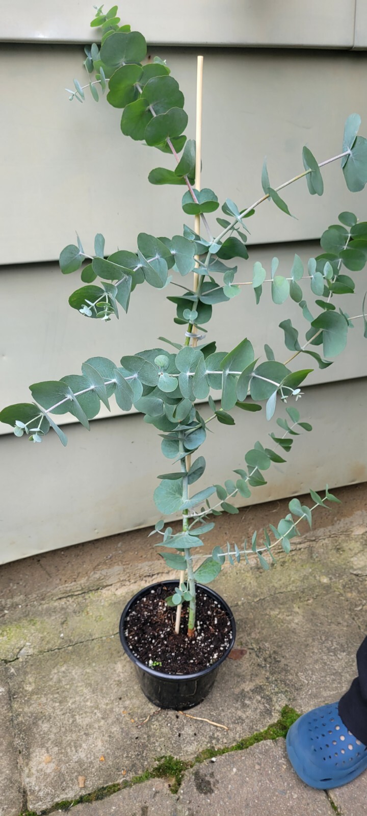 Silver Dollar Eucalyptus – Live plant In 6″ Nursery Pot. Fragrant, Aromatherapy
