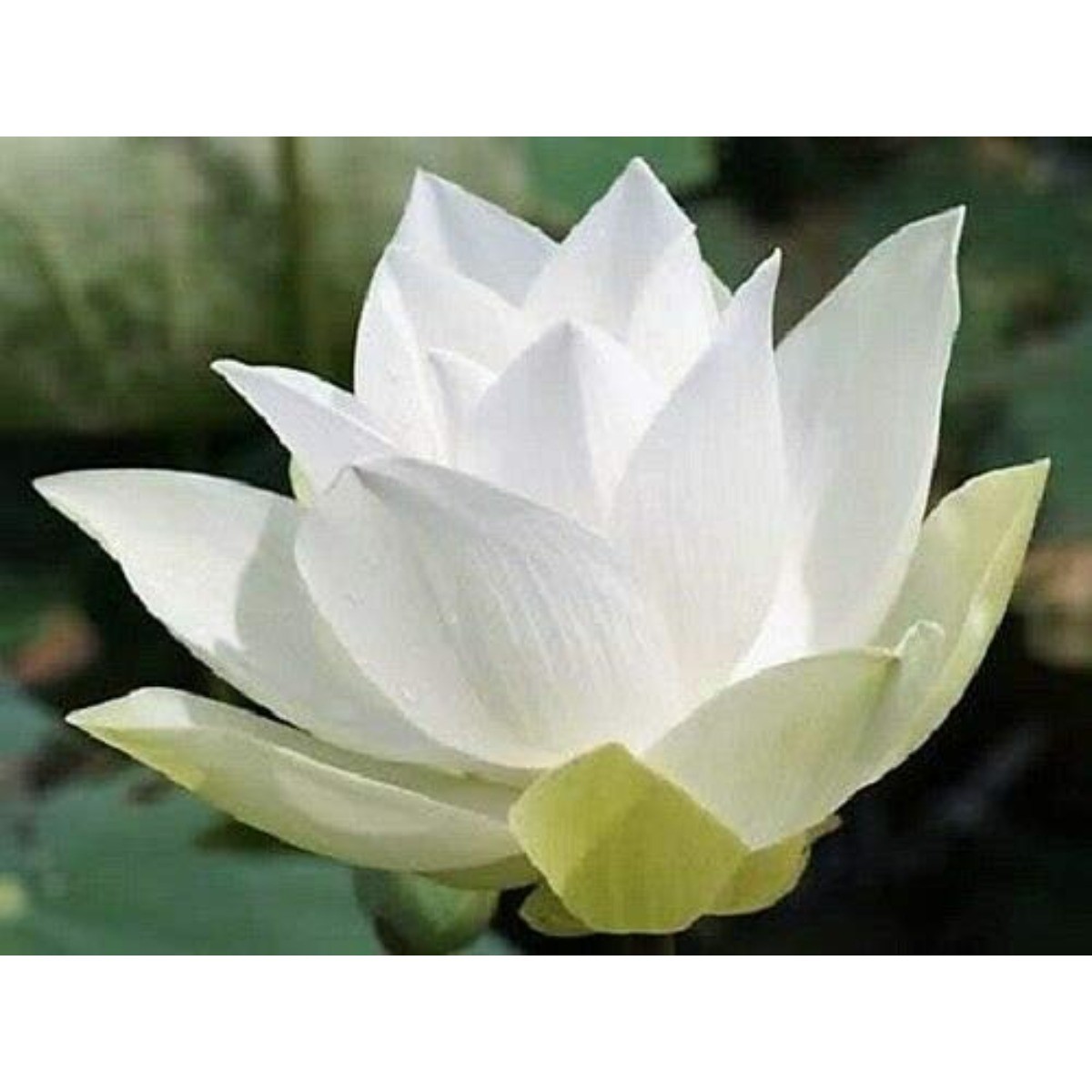 10 White Lotus Seeds Nelumbo Nucifera Easy-to-Grow for Ponds Tubs&Aquatic Garden
