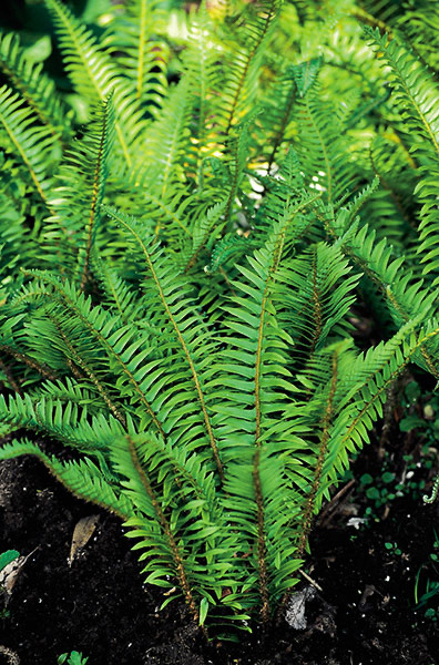 (5)Oregon Western Sword Fern Bare Root