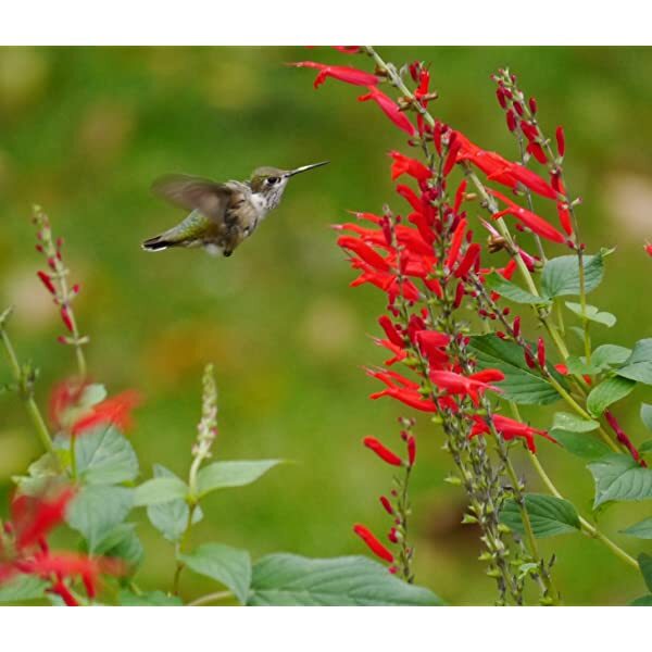Blue Sage or Red Scarlet Sage – Hummingbirds and Bees – Organically grown in MN