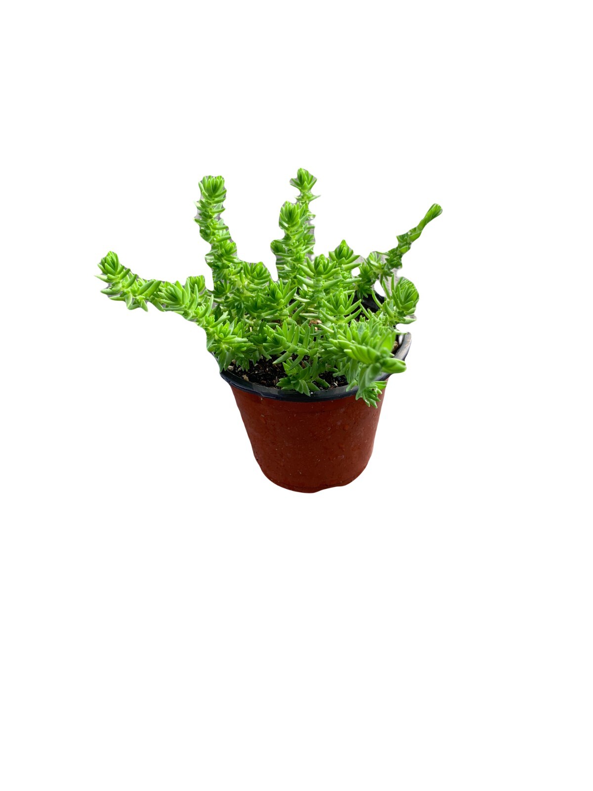 Petrosedum rupestre Jenny’s Stone Crop Live Plant Succulant 4″ Pot