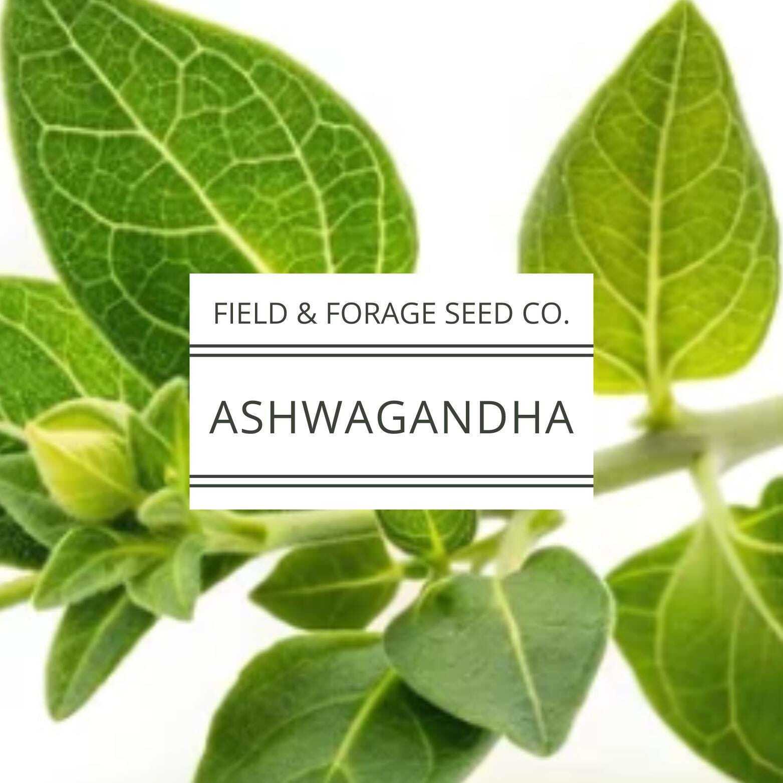 Ashwagandha Seeds | Withania somnifera | Heirloom | Non-GMO Herbal Gardens | 30