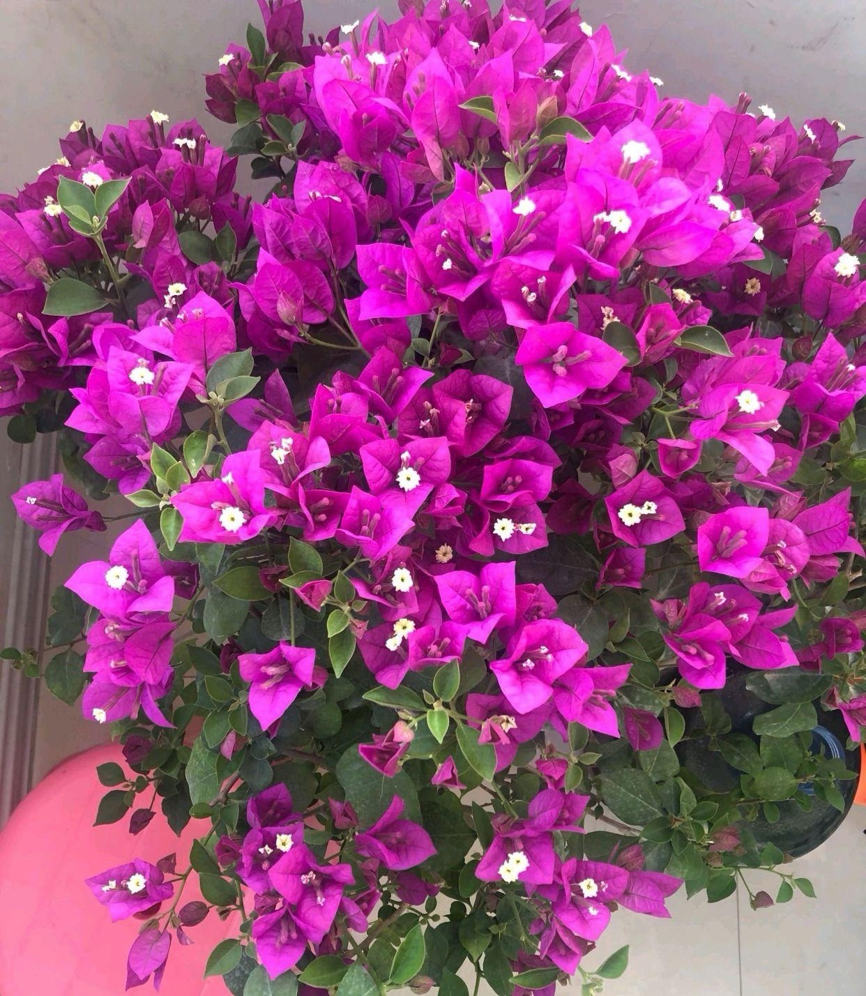 Purple Bougainvillea Medium Size bonsai 紫色三角梅 15-20 In Tall