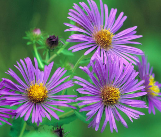 ASTER NEW ENGLAND Symphyotrichum Novae-Angliae – 1,000 Bulk Seeds