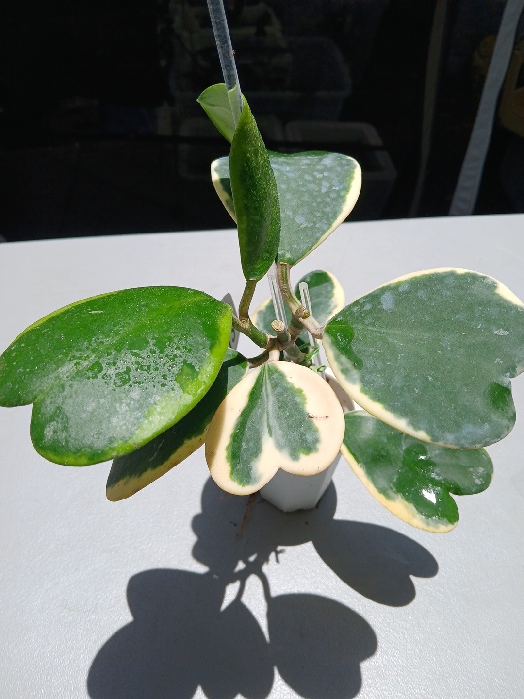 #913- HOYA KERRI VARIEGATED LIVE PLANT, LARGE LEAF, LARGE PLANT,