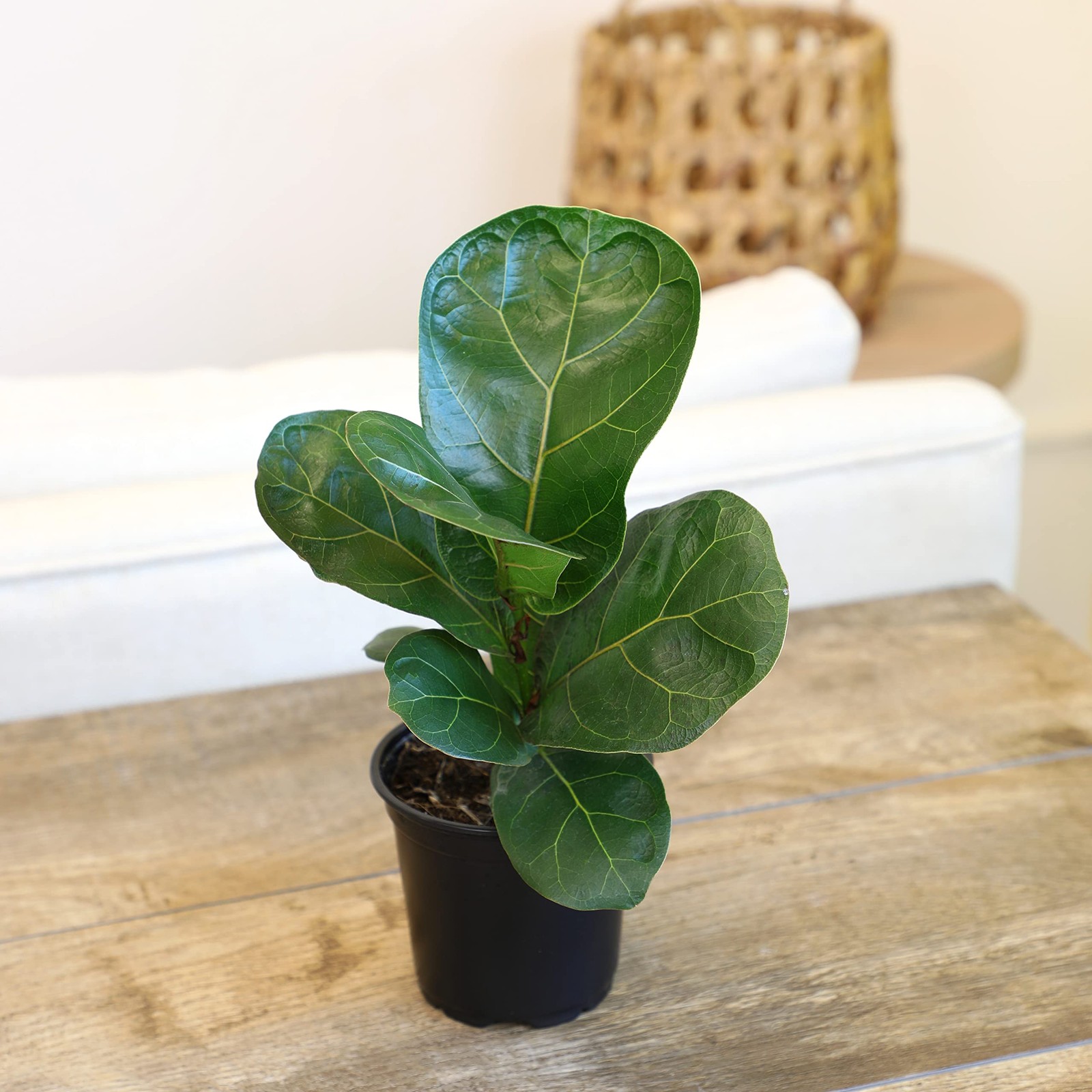 Live Fiddle Leaf Fig Plant Indoor Houseplant in Planter Pot with Soil Mix