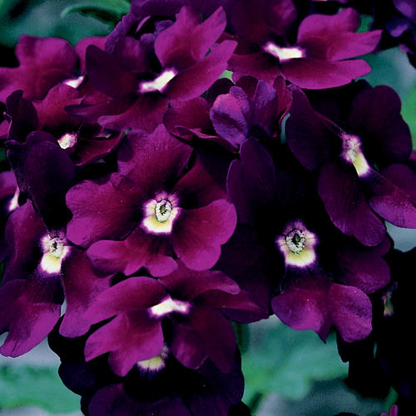 50 Royal Purple Verbena Seeds Groundcover Tender Perennial Bees Seed Flower