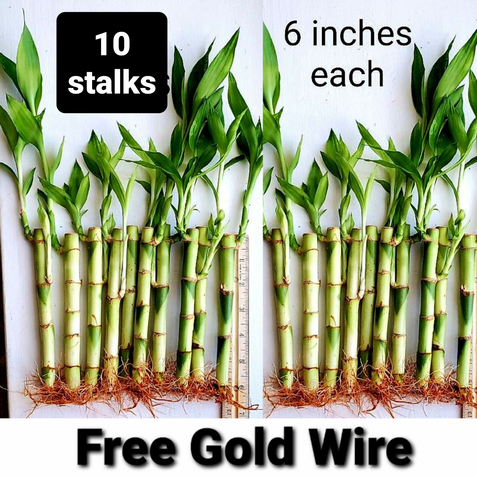 10 Lucky Bamboo Plants 6 Inches FREE Gold Wire, Gift, Feng Shui, Indoor Perennia