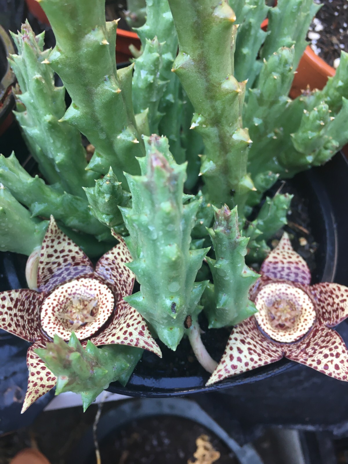 STAPELIA VARIEGATED STAR FISH FLOWER CRESTED ORBEA SHIP BARE ROOT WITH LOT ARMS