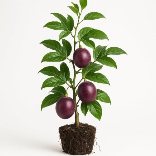 Possum Purple Passion Fruit Live Vine – Self-Fertile, Cold-Hardy, USDA 7