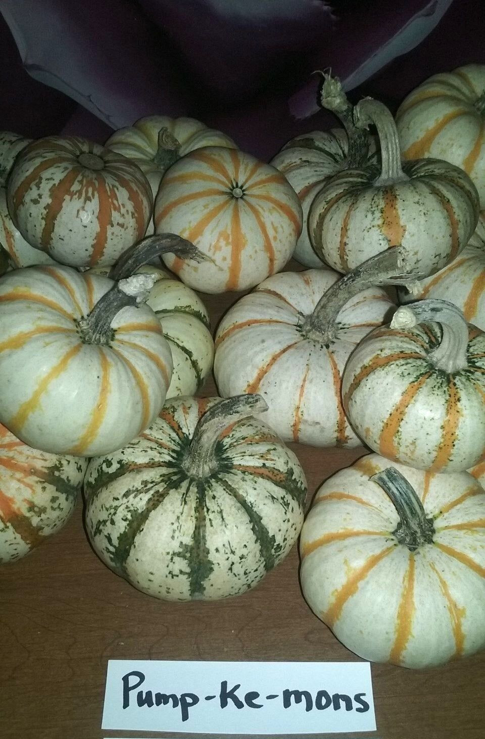 Pump-ke-mons Pumpkin Seeds- COMB. S/H- SEE MY STORE
