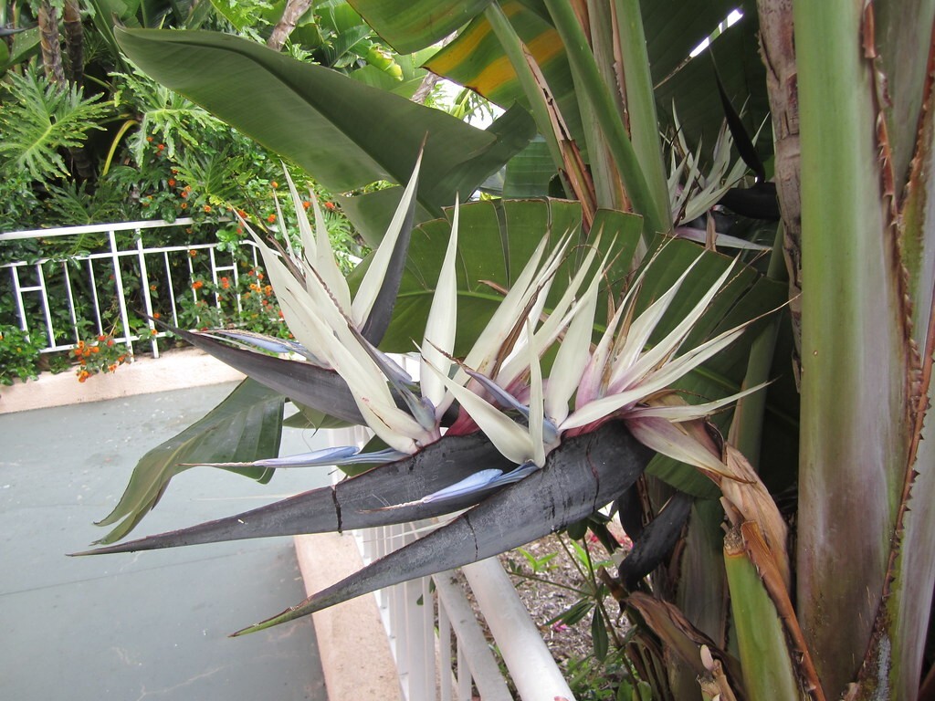 ~~GIANT WHITE~~Bird of Paradise~Strelitzia Nicholai~~WELL STARTER ROOTED PLANT