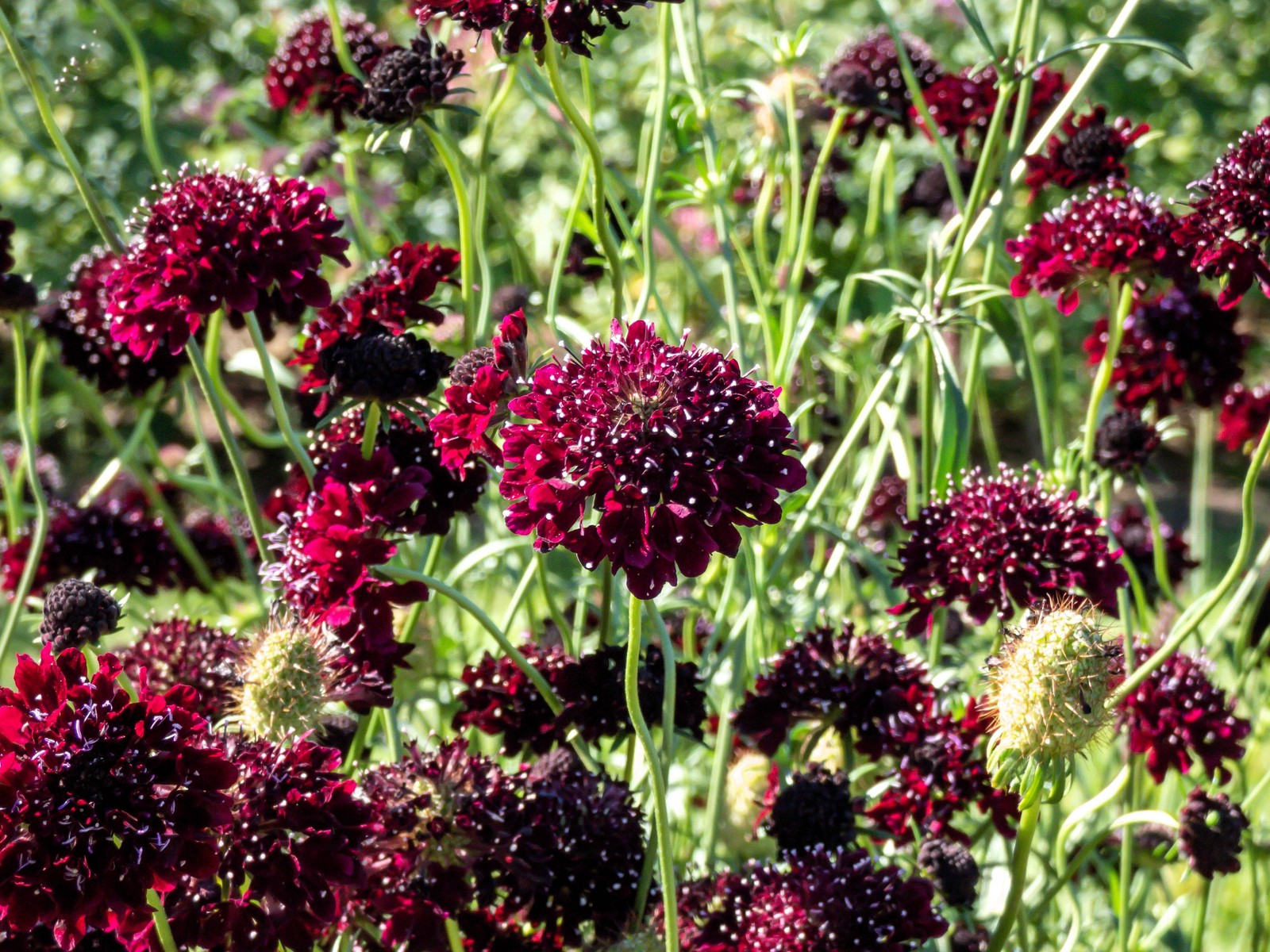 50 FINEST MIXED Colors SCABIOSA Atropurpurea Pin Cushion Flower Seeds
