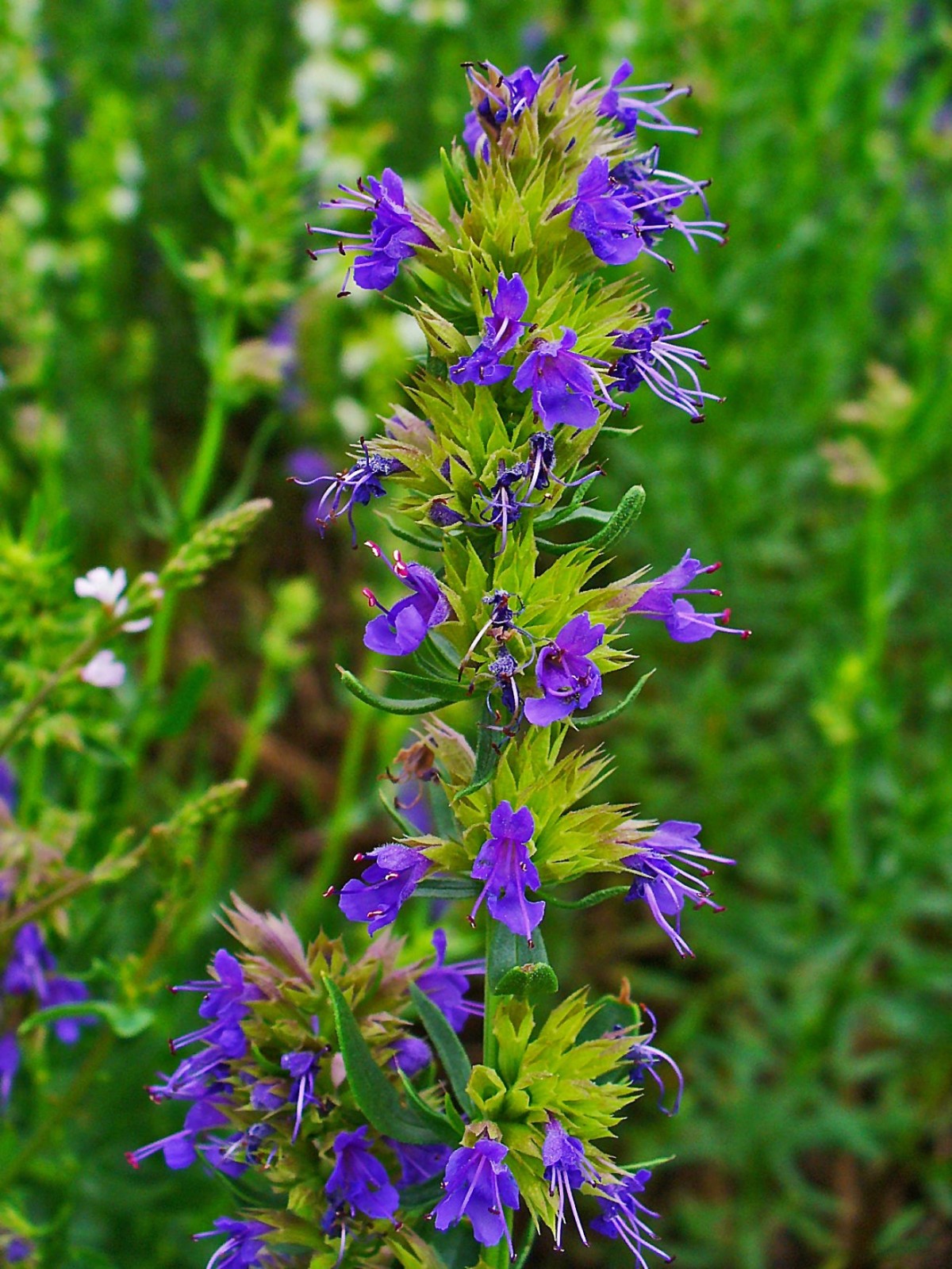 Hyssop (Blue) Seeds Hyssopus Officinalis. Free Shipping!