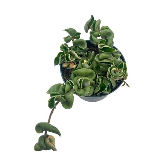 Variegated Hindu Rope, 6 inch, Hoya Compacta Carnosa, Very Rare Limited,