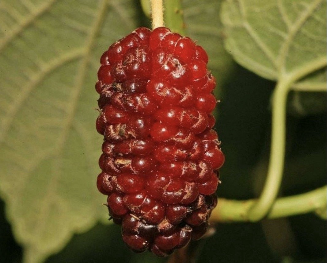 12-24″ tall Red Mulberry (Morus rubra) plant, bare root