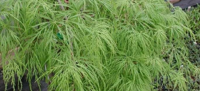 Waterfall Green Laceleaf Weeping Japanese Maple – Live Plant – ( 2.5 QT )