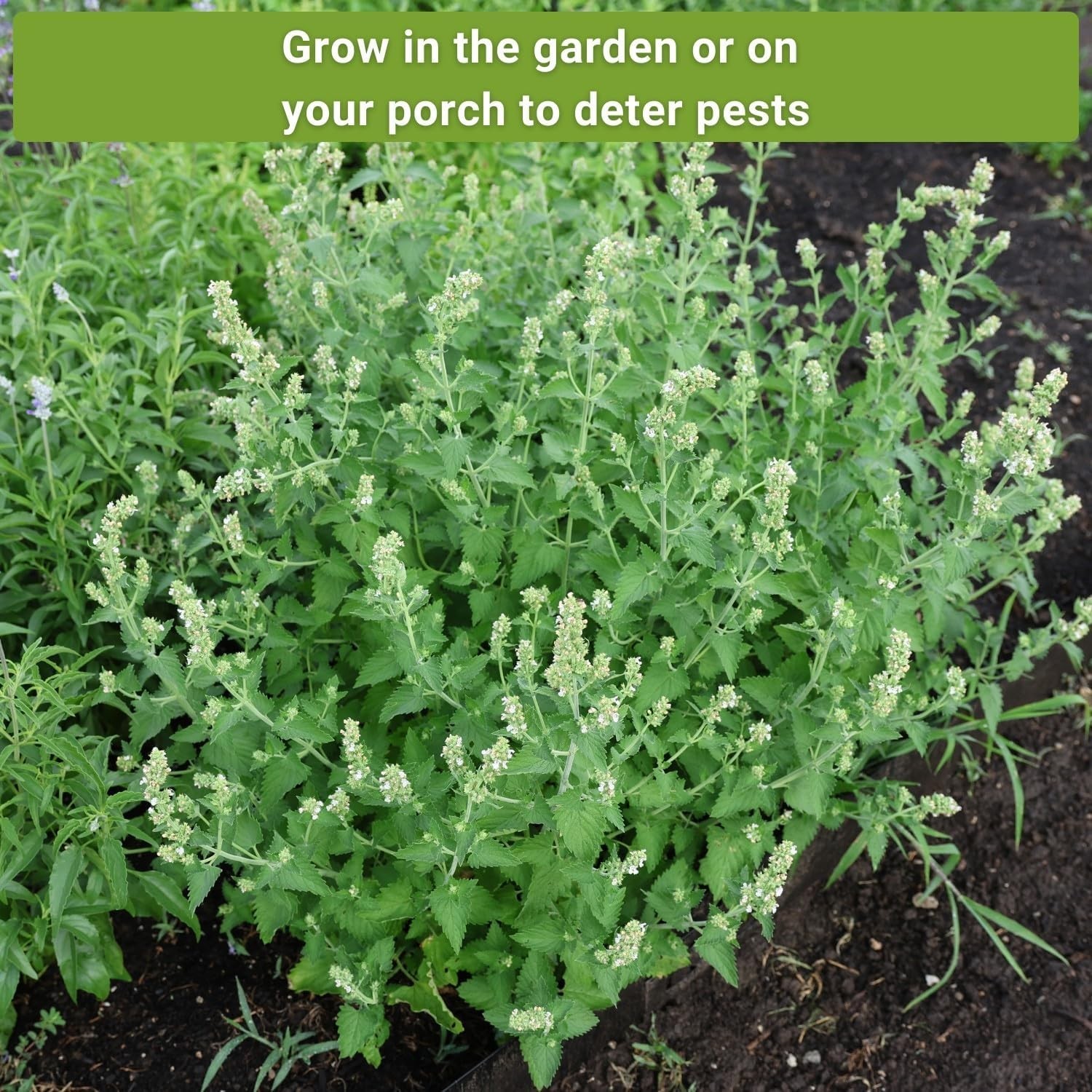 Sow Right Seeds – Insect & Pest Repellent Seed Collection for Planting – Mix