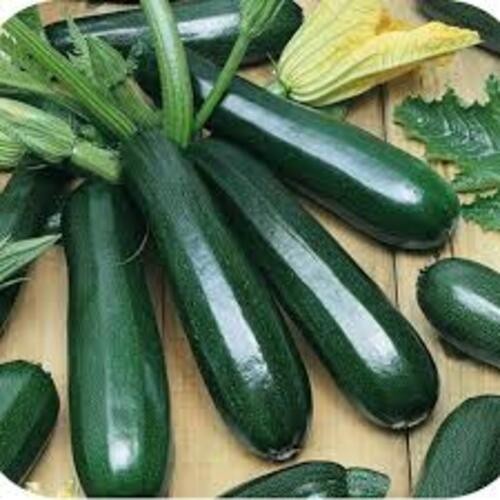 2 Green Zucchini Plants in 4″ Pot, Vegetable GARDEN planting NON-GMO
