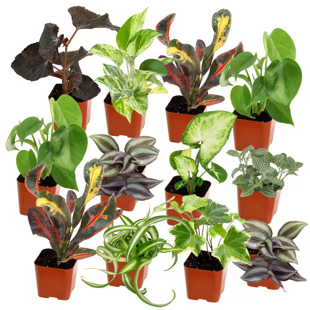 Easy Live House (12 Pack), Clean Air Plant Pack, 2 In. Grower Pots, Popular Indo