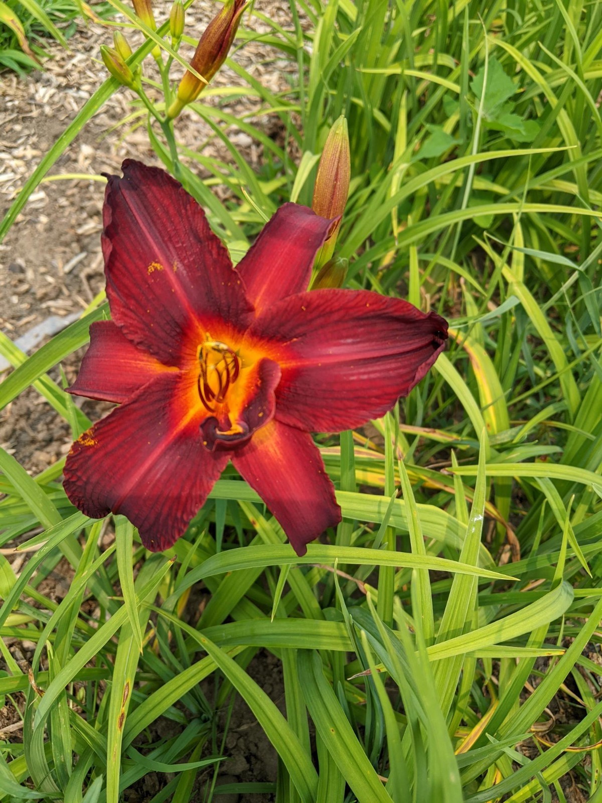 Daylily Double Red – Stunning Deep Red – 3 Fans