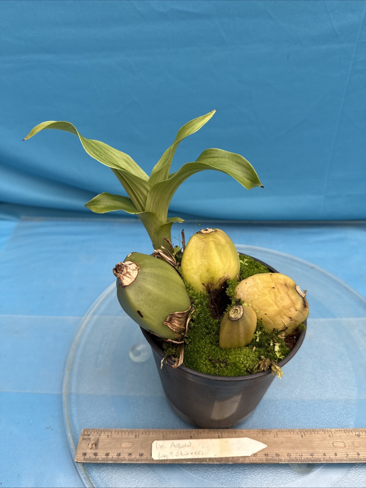 Lycaste Auburn X skinneri Pink White Red Exact BS New Growth Orchid 5.5” Pot