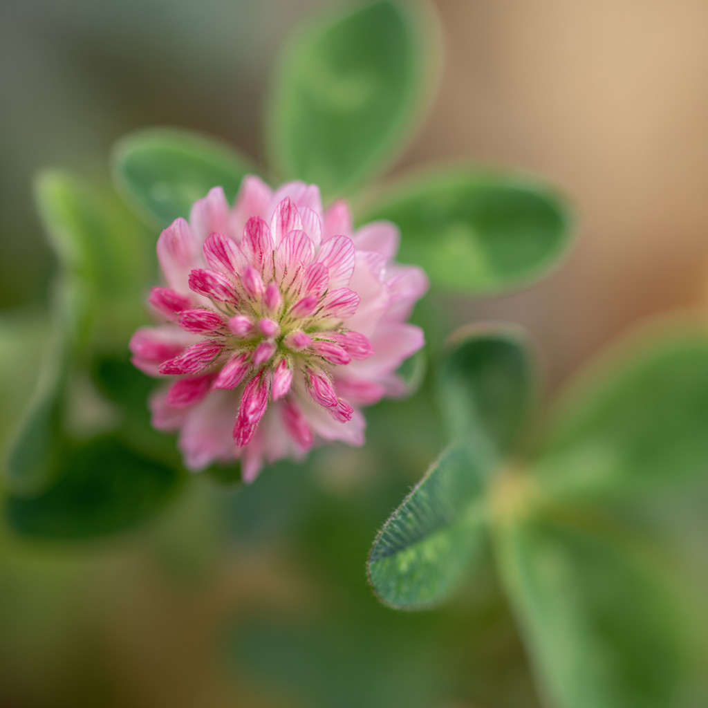 Strawberry Palestine Clover 800 Seeds | Heirloom Trifolium for Soil & Forage