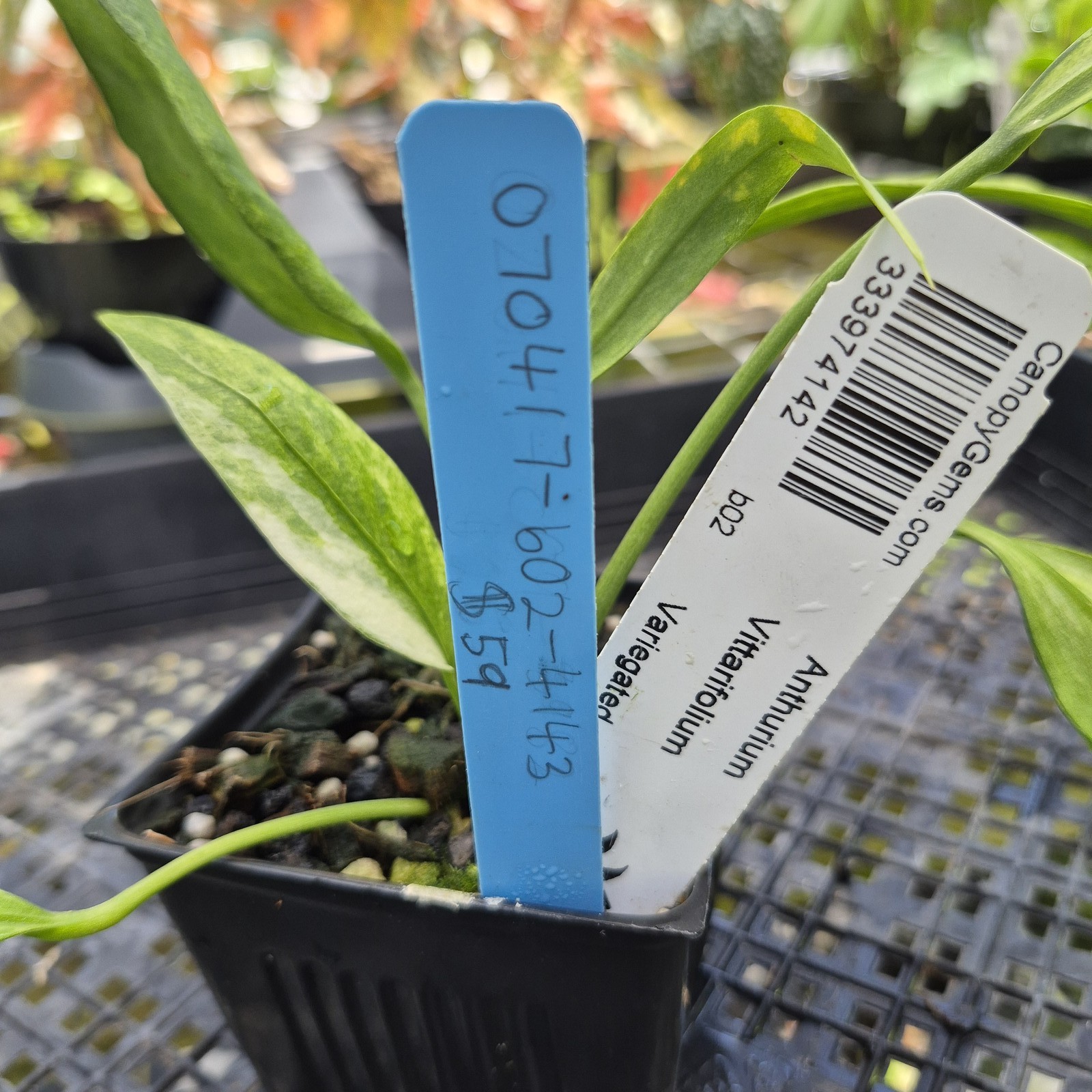 Anthurium Vittarifolium , Exact Plant Variegated Ships Nationwide