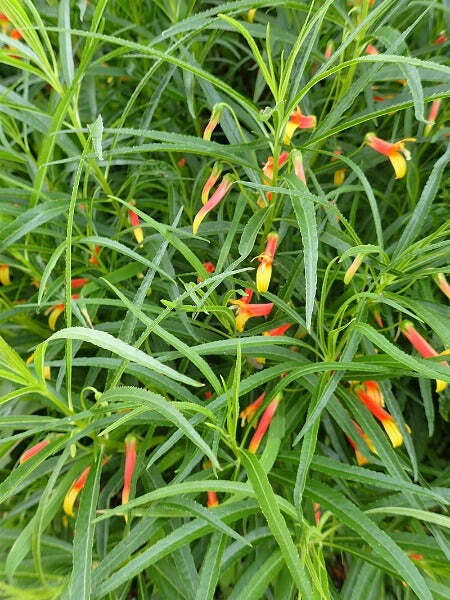 Lobelia laxiflora subsp. angustifolia | Hardy or Mexican Lobelia | 50 Tiny Seeds