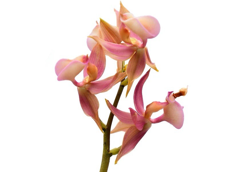 Mormodes rosea Fragrant Pink Bloom Size Orchid Species 4.5” Pot One New Growth