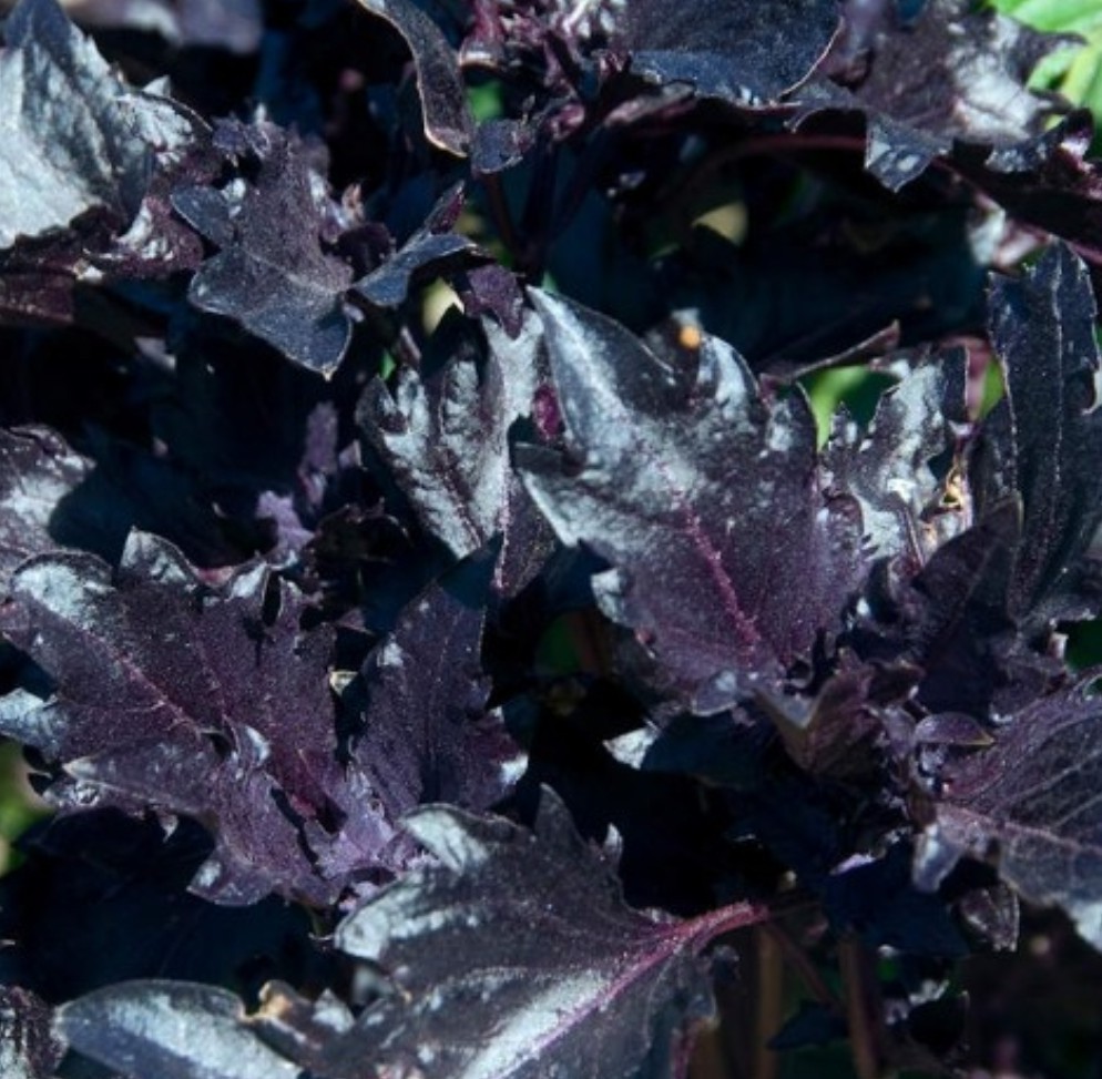 250+ Purple Ruffled Basil Seeds **Fresh Seeds** ~~Free Shipping~~