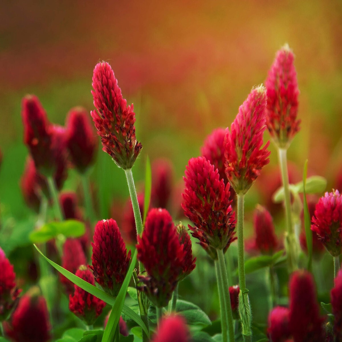 500 Crimson Clover Wildflower Seeds – Everwilde Farms Mylar Seed Packet
