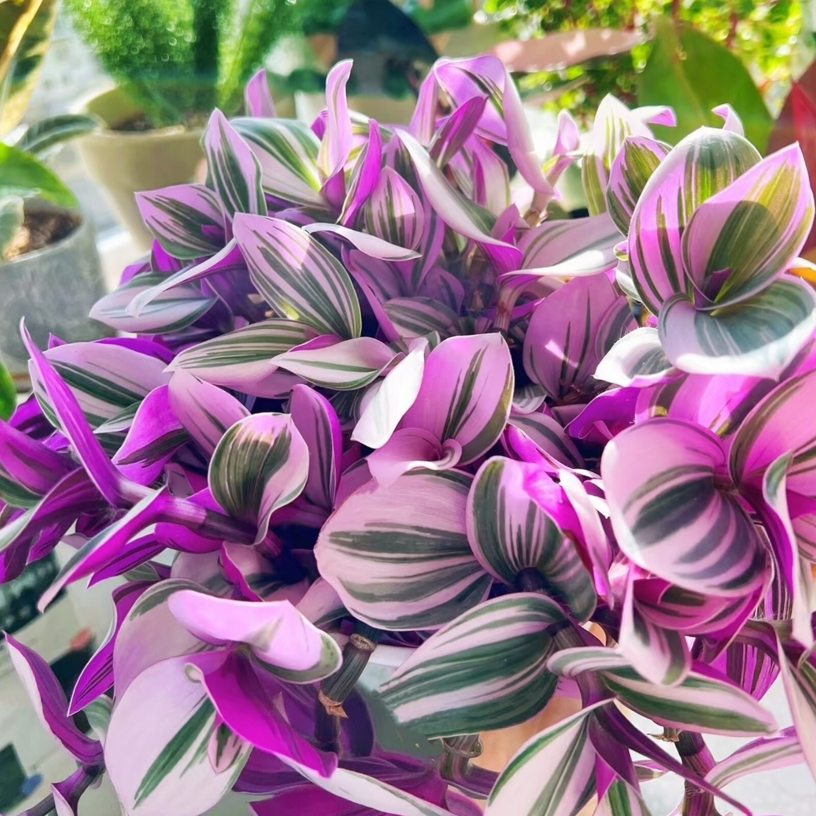 3 Unrooted 3”-4” Tradescantia Nanouk Cuttings Rare Pink Wandering Jew Houseplant