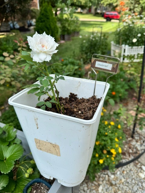 Gabriel Japanese Rose – Fragrant White Lavender Shrub Rose