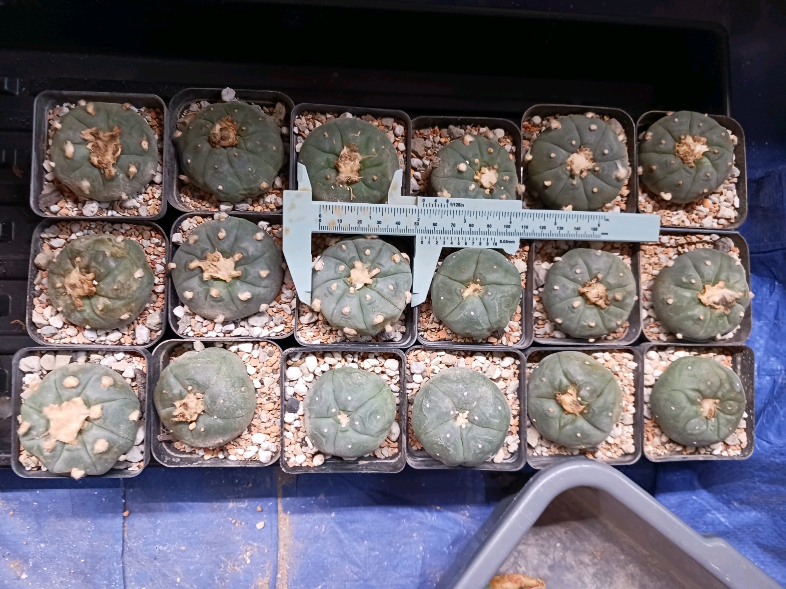 Astrophytum Aztekium Flowering Size 2 in self fertile texana cactus