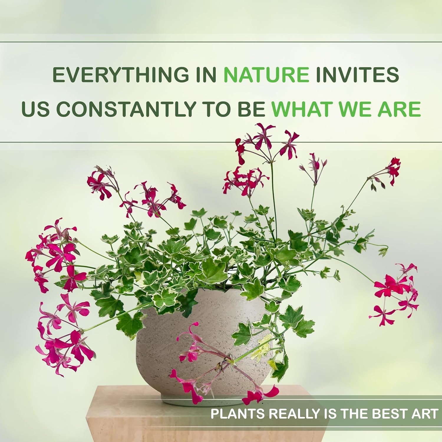 Pelargonium Evka (Packof 2), Cheerful Blooms Flowering Plant