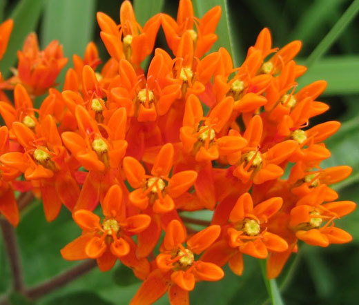 BUTTERFLY WEED ORANGE Asclepias Tuberosa – 20 Seeds